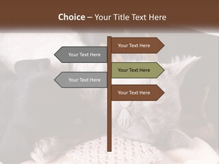 A Group Of Dogs And A Cat Sleeping Together PowerPoint Template