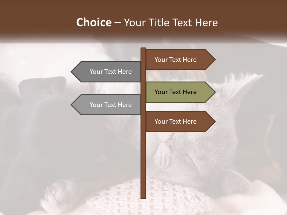 A Group Of Dogs And A Cat Sleeping Together PowerPoint Template