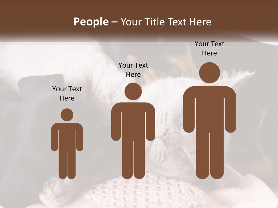 A Group Of Dogs And A Cat Sleeping Together PowerPoint Template