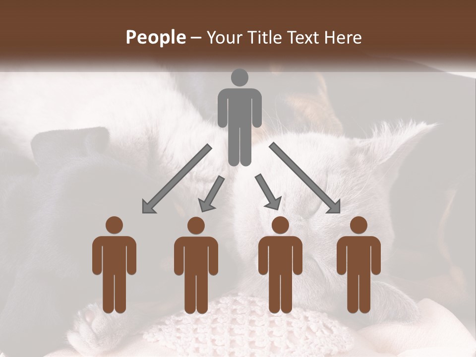 A Group Of Dogs And A Cat Sleeping Together PowerPoint Template