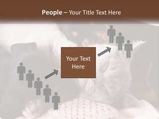 A Group Of Dogs And A Cat Sleeping Together PowerPoint Template
