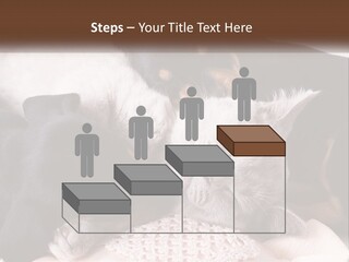 A Group Of Dogs And A Cat Sleeping Together PowerPoint Template