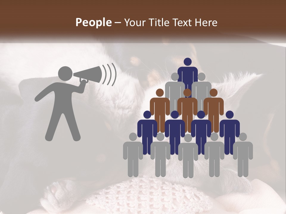 A Group Of Dogs And A Cat Sleeping Together PowerPoint Template