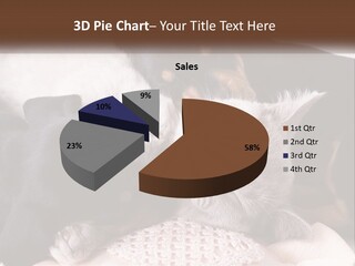 A Group Of Dogs And A Cat Sleeping Together PowerPoint Template