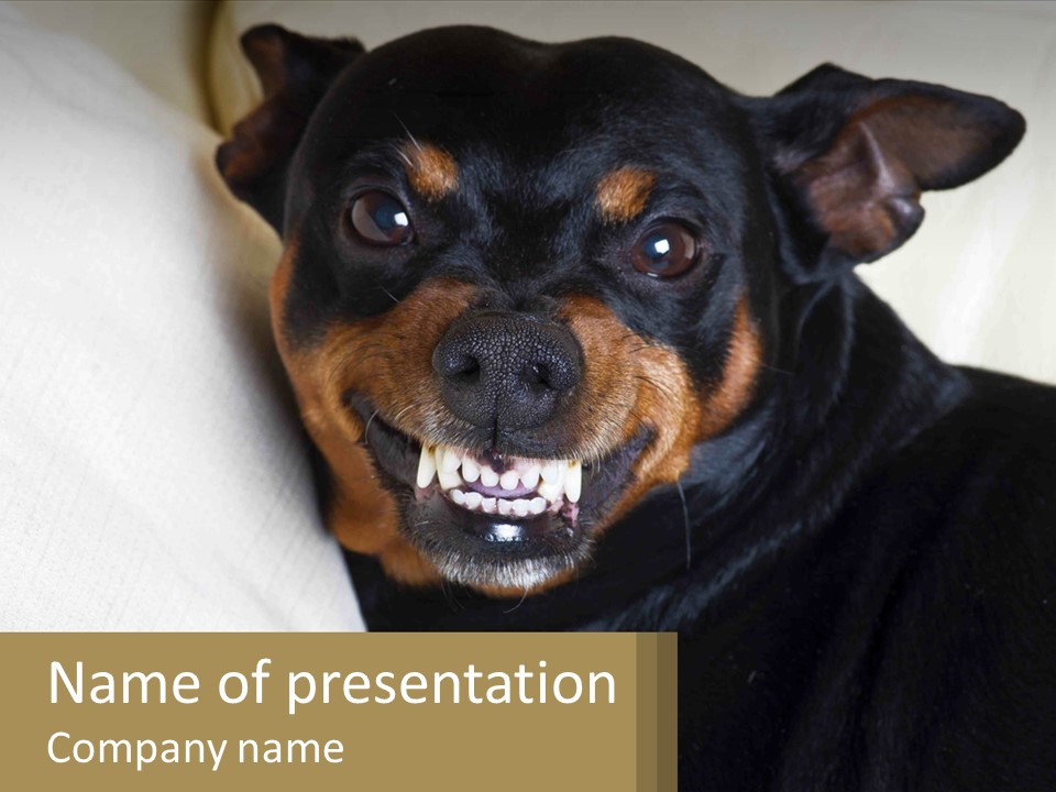 An Evil Dog PowerPoint Template
