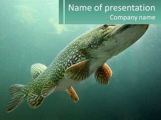 Catfish PowerPoint Template