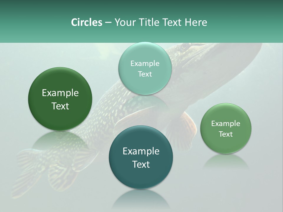 Catfish PowerPoint Template