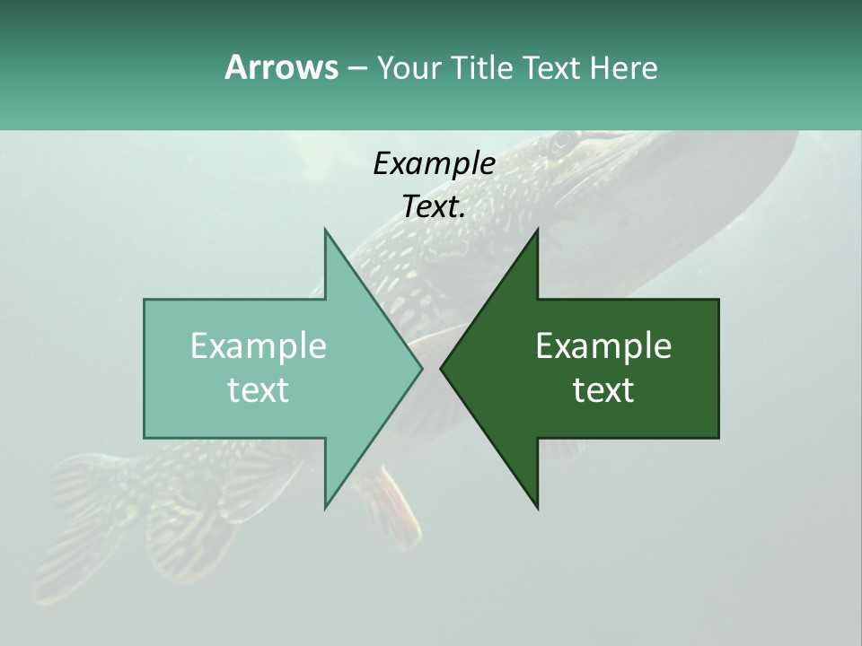 Catfish PowerPoint Template