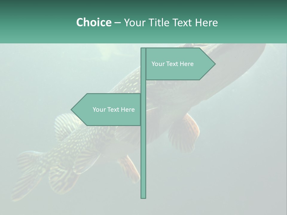 Catfish PowerPoint Template
