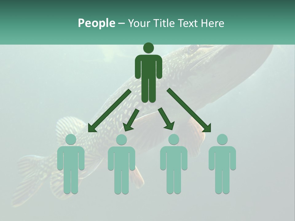 Catfish PowerPoint Template