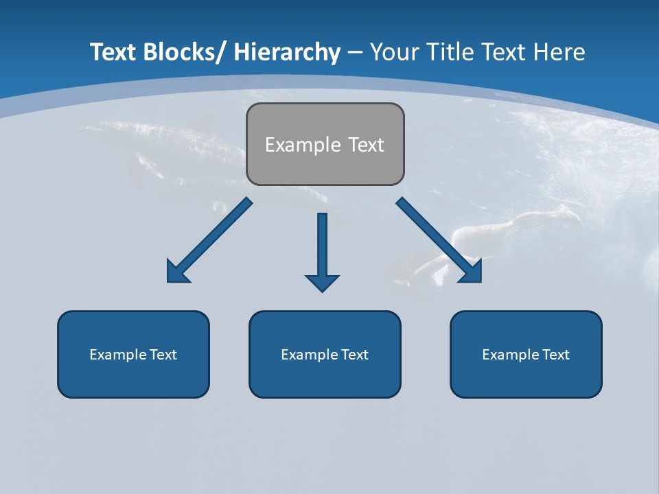 Dolphins PowerPoint Template