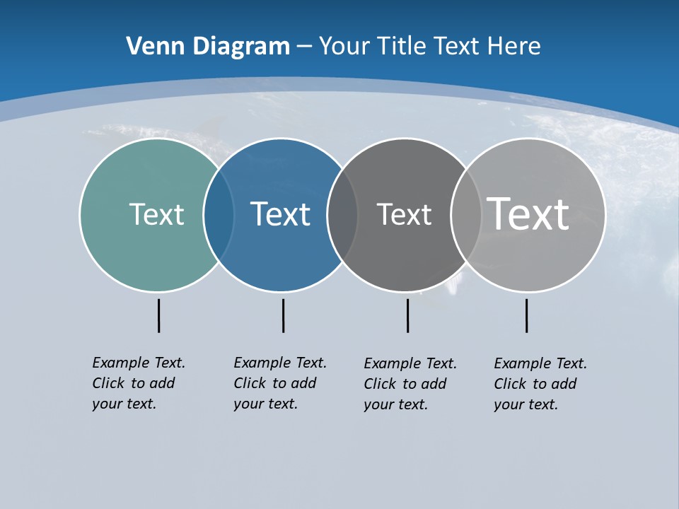 Dolphins PowerPoint Template