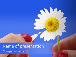 Chamomile Of Desires PowerPoint Template