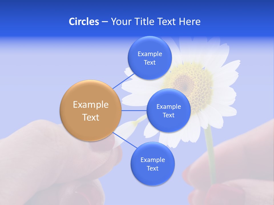 Chamomile Of Desires PowerPoint Template