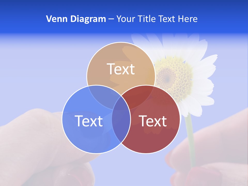 Chamomile Of Desires PowerPoint Template