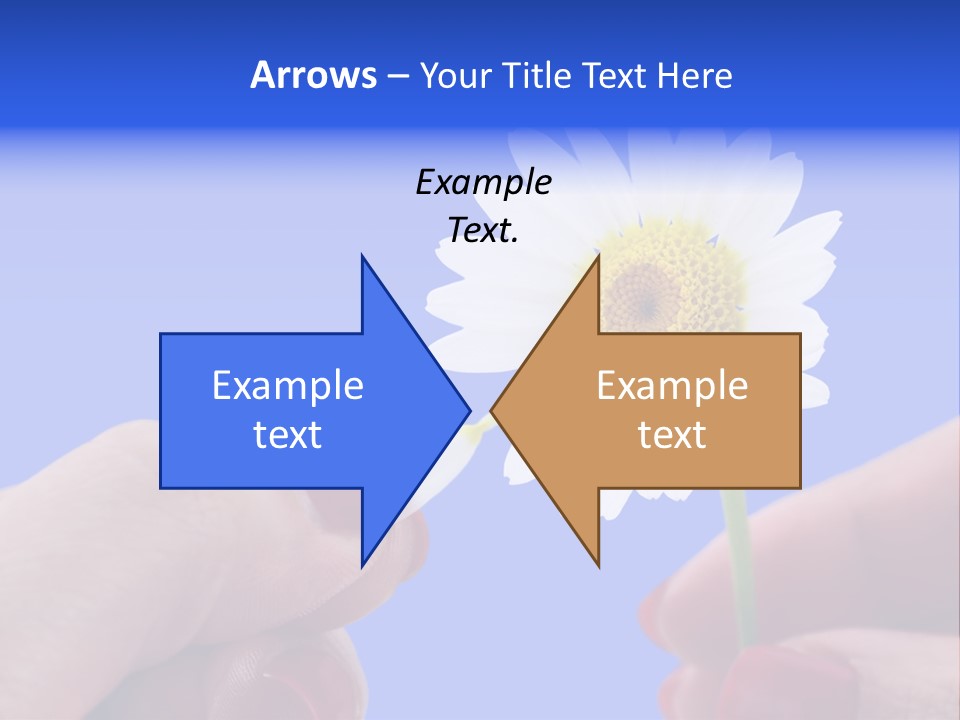 Chamomile Of Desires PowerPoint Template