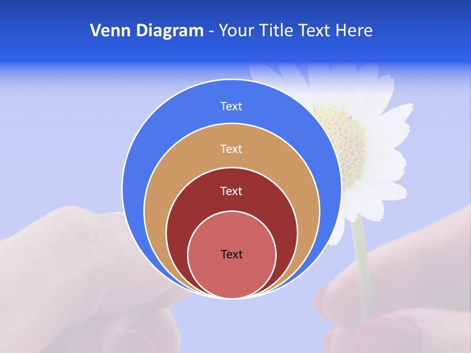 Chamomile Of Desires PowerPoint Template