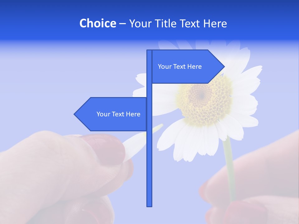 Chamomile Of Desires PowerPoint Template