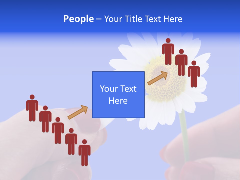 Chamomile Of Desires PowerPoint Template