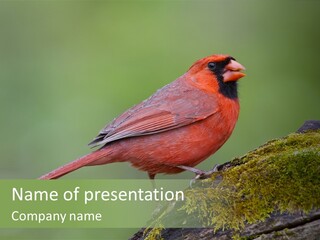 Little Bird PowerPoint Template