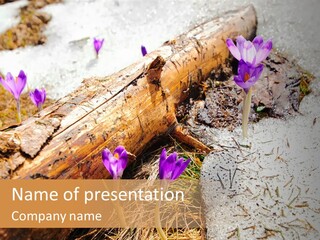 Snowdrops PowerPoint Template