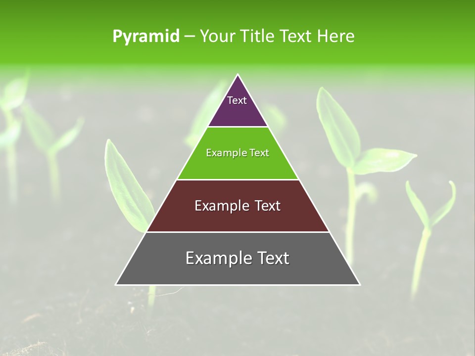 Seed Growth PowerPoint Template
