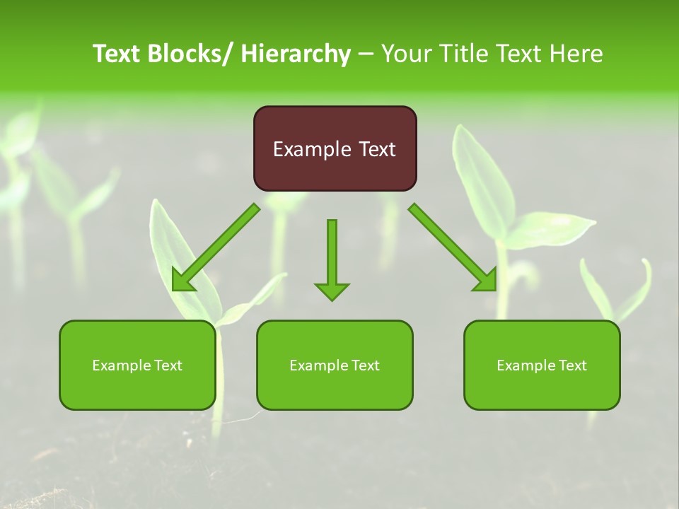 Seed Growth PowerPoint Template