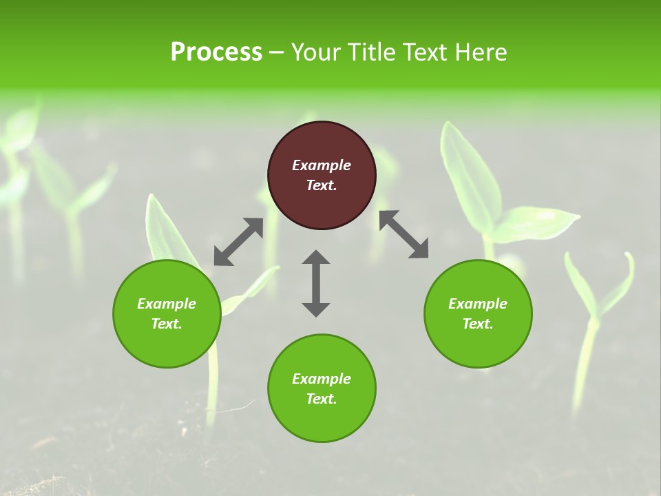 Seed Growth PowerPoint Template