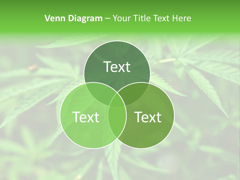 Hemp PowerPoint Template