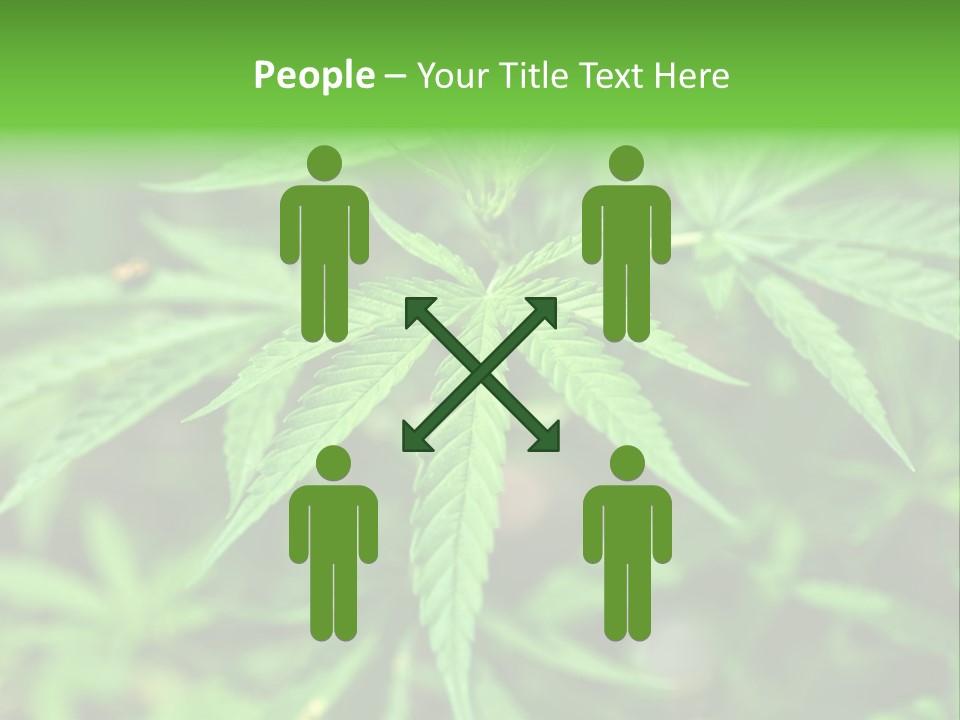 Hemp PowerPoint Template