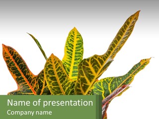 Indoor Plant PowerPoint Template