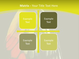 Butterfly PowerPoint Template