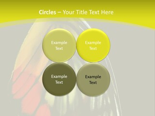 Butterfly PowerPoint Template