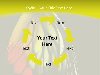 Butterfly PowerPoint Template