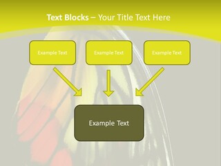Butterfly PowerPoint Template