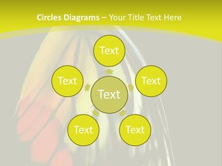 Butterfly PowerPoint Template