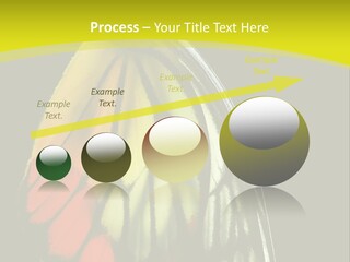 Butterfly PowerPoint Template