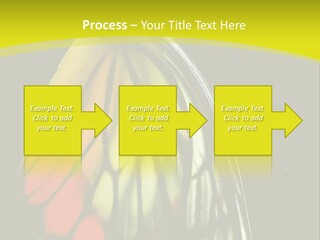 Butterfly PowerPoint Template