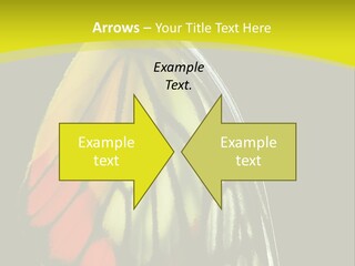 Butterfly PowerPoint Template