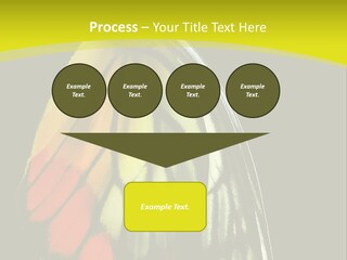 Butterfly PowerPoint Template