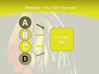 Butterfly PowerPoint Template