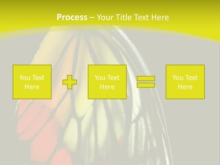 Butterfly PowerPoint Template