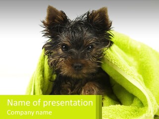 Dog After Bathing PowerPoint Template