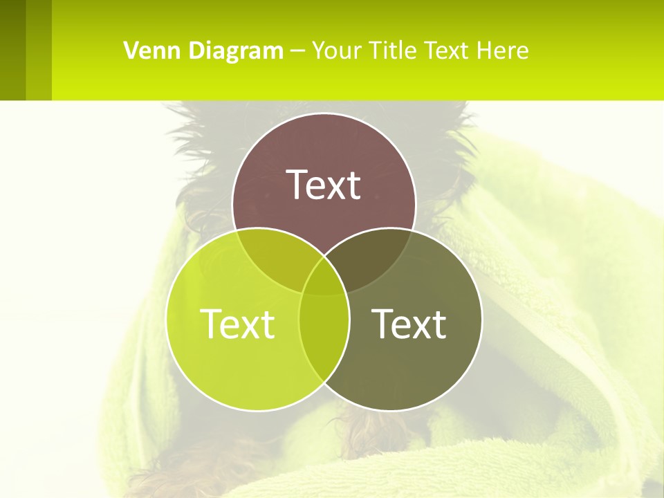 Dog After Bathing PowerPoint Template