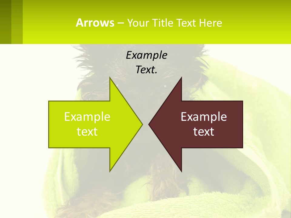 Dog After Bathing PowerPoint Template