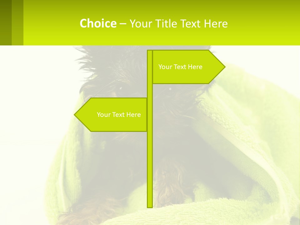 Dog After Bathing PowerPoint Template