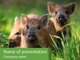 Wild Pigs PowerPoint Template