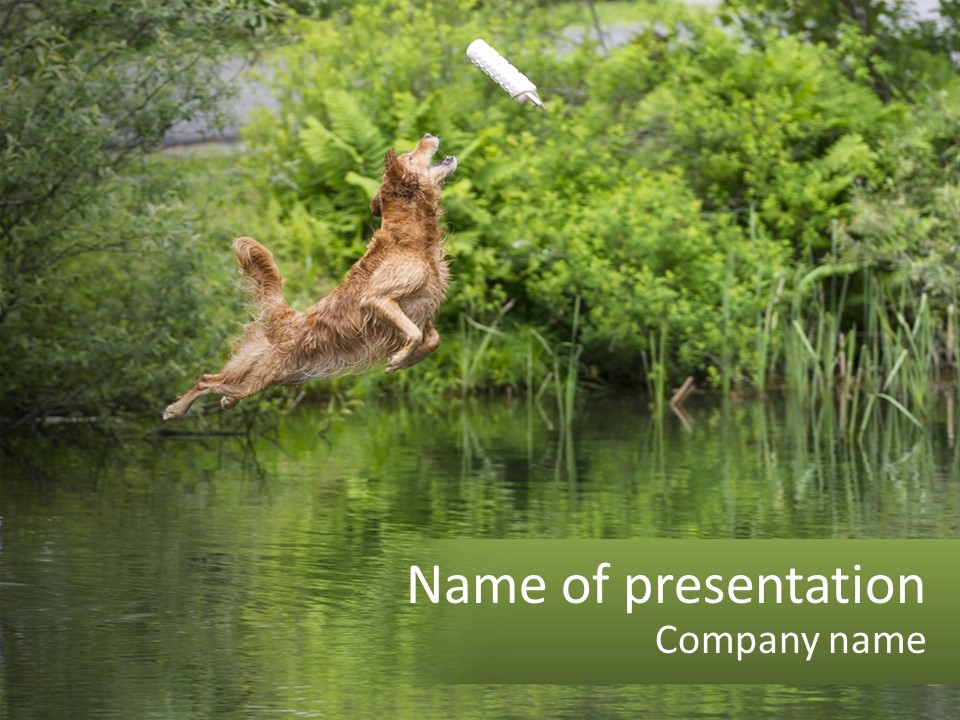 Dog Training PowerPoint Template