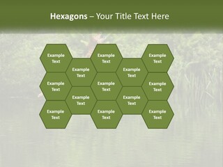 Dog Training PowerPoint Template