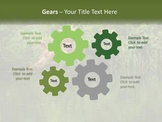 Dog Training PowerPoint Template